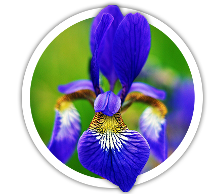 Ірис сибірський / Iris sibirica